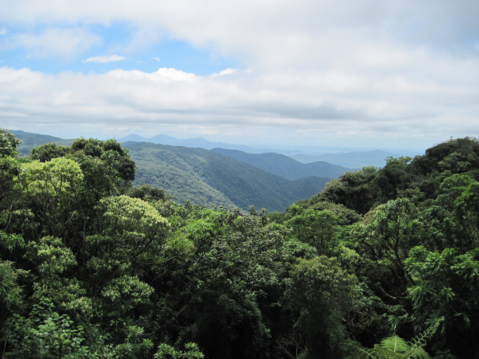 brazilian-atlanticcloudforest_small.jpg
