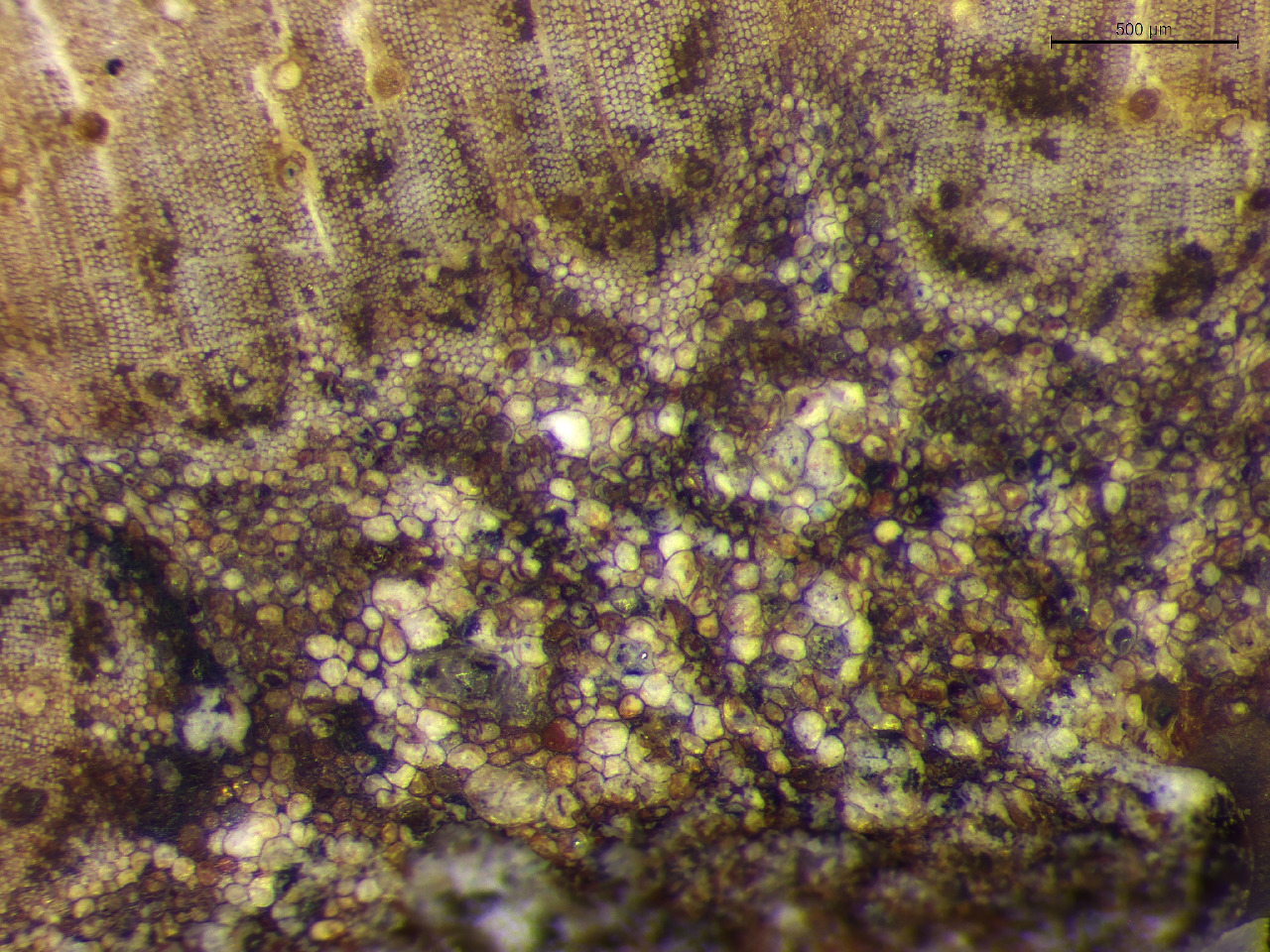 Microscope