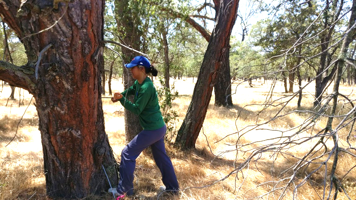 Jackie tree cores