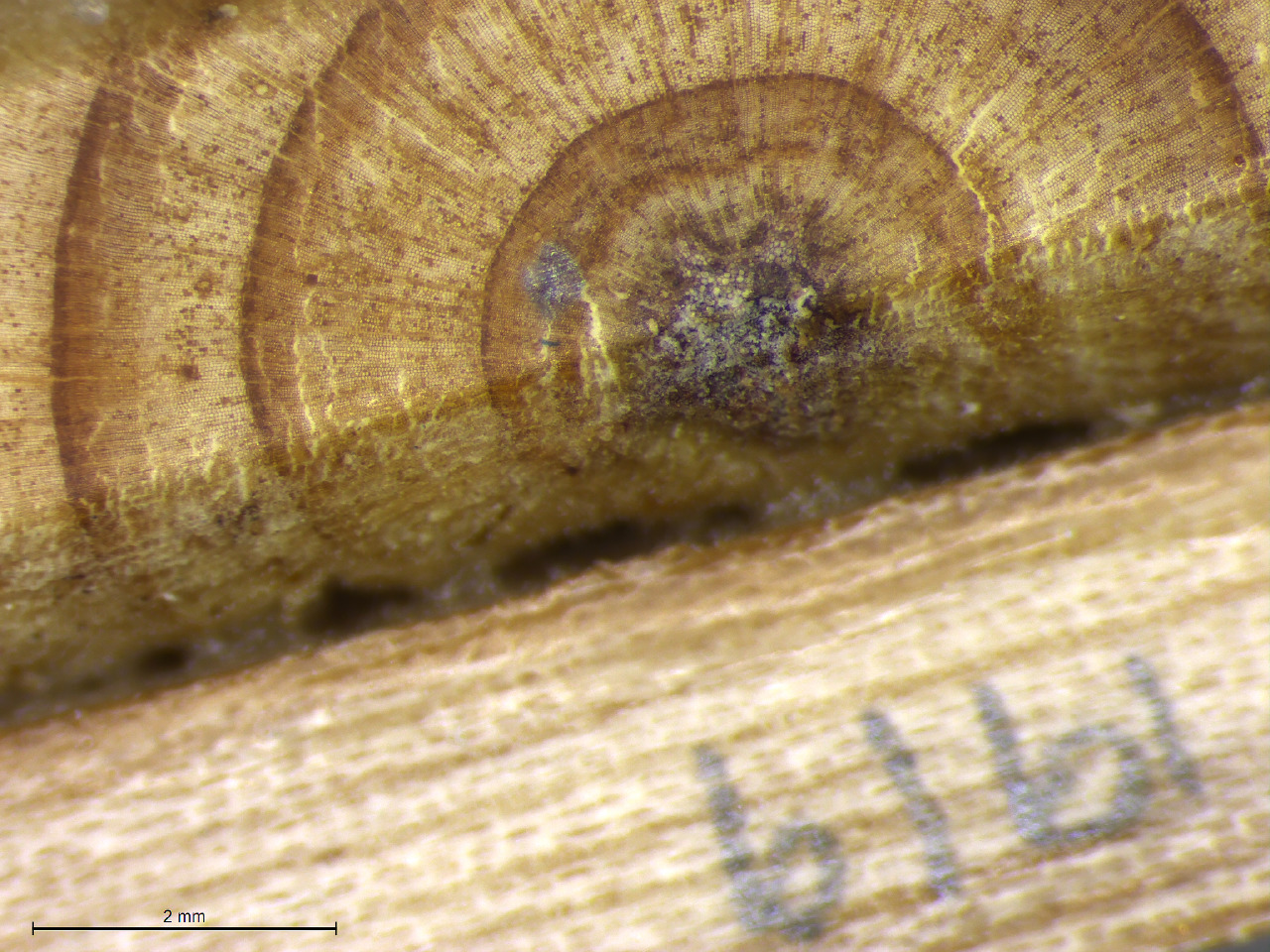 Microscope 2