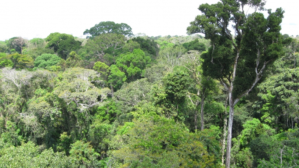Tree Canopy