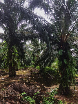 Oil palm trees in Sabah, Malaysia