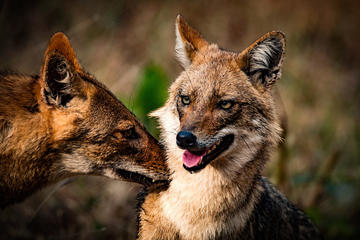 Golden Jackals