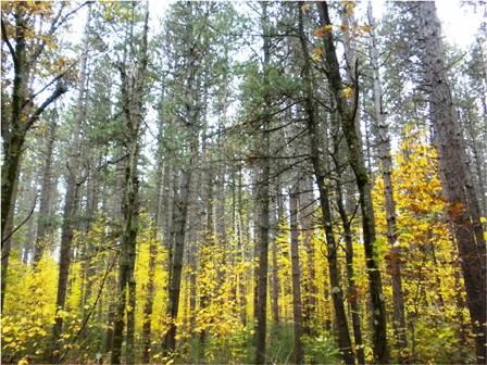 Forest Airmoss