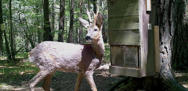 European roe deer