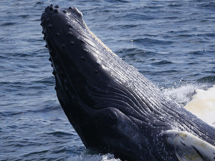 Humpback whale