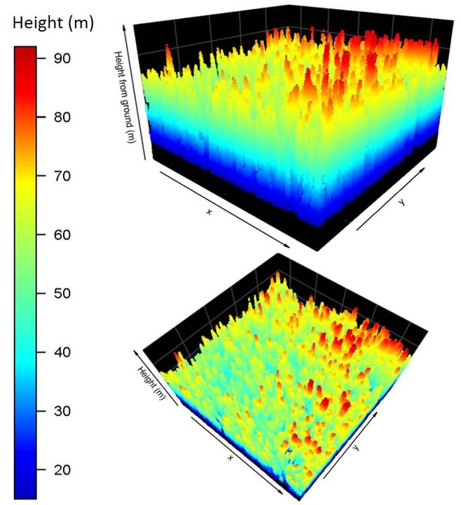 Airborne LiDAR data illustrating forest canopy height in Sabah, Malaysia