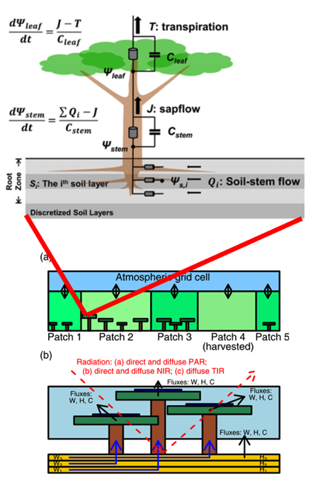 transpiration