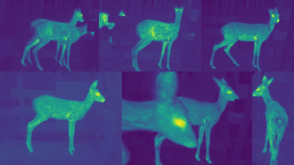 deer