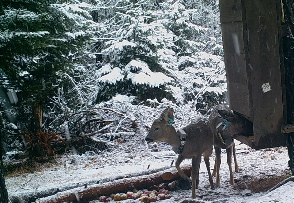 Animals Feeding