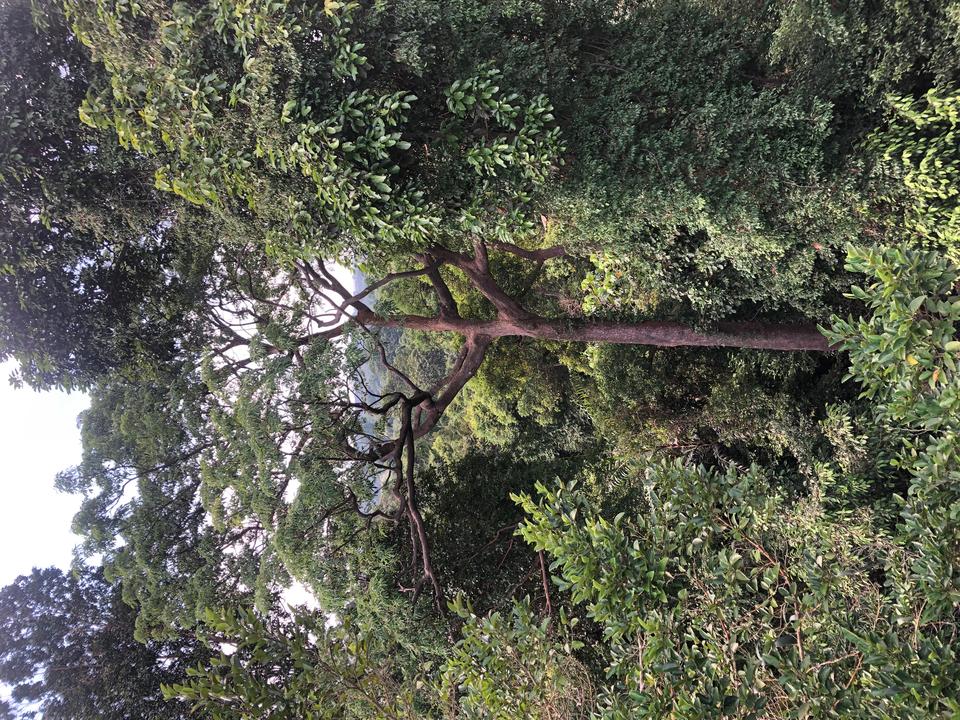 A glimpse of a tree through the canopy in Bukit Timah, Singapore