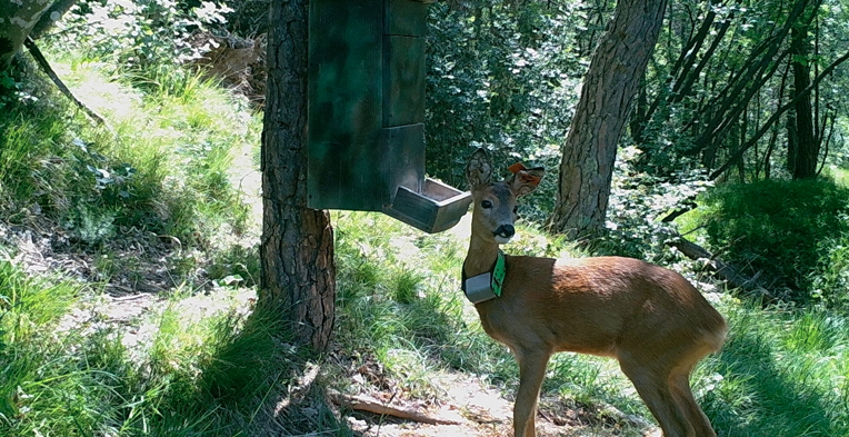 Roe Deer