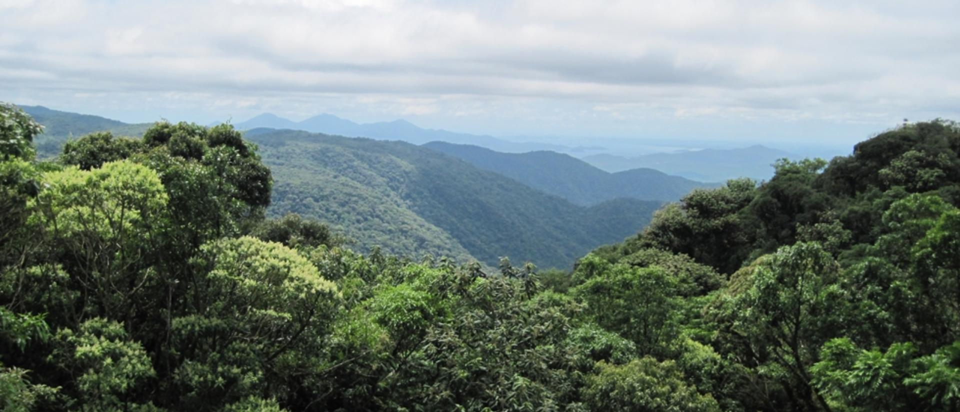 brazilian-atlanticcloudforest_small_0_0.jpg