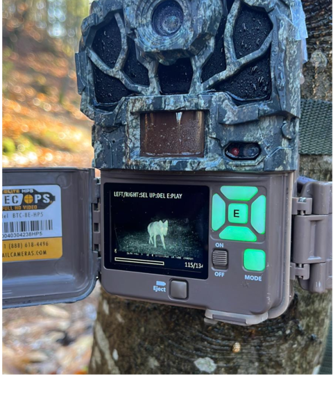 wolf camera